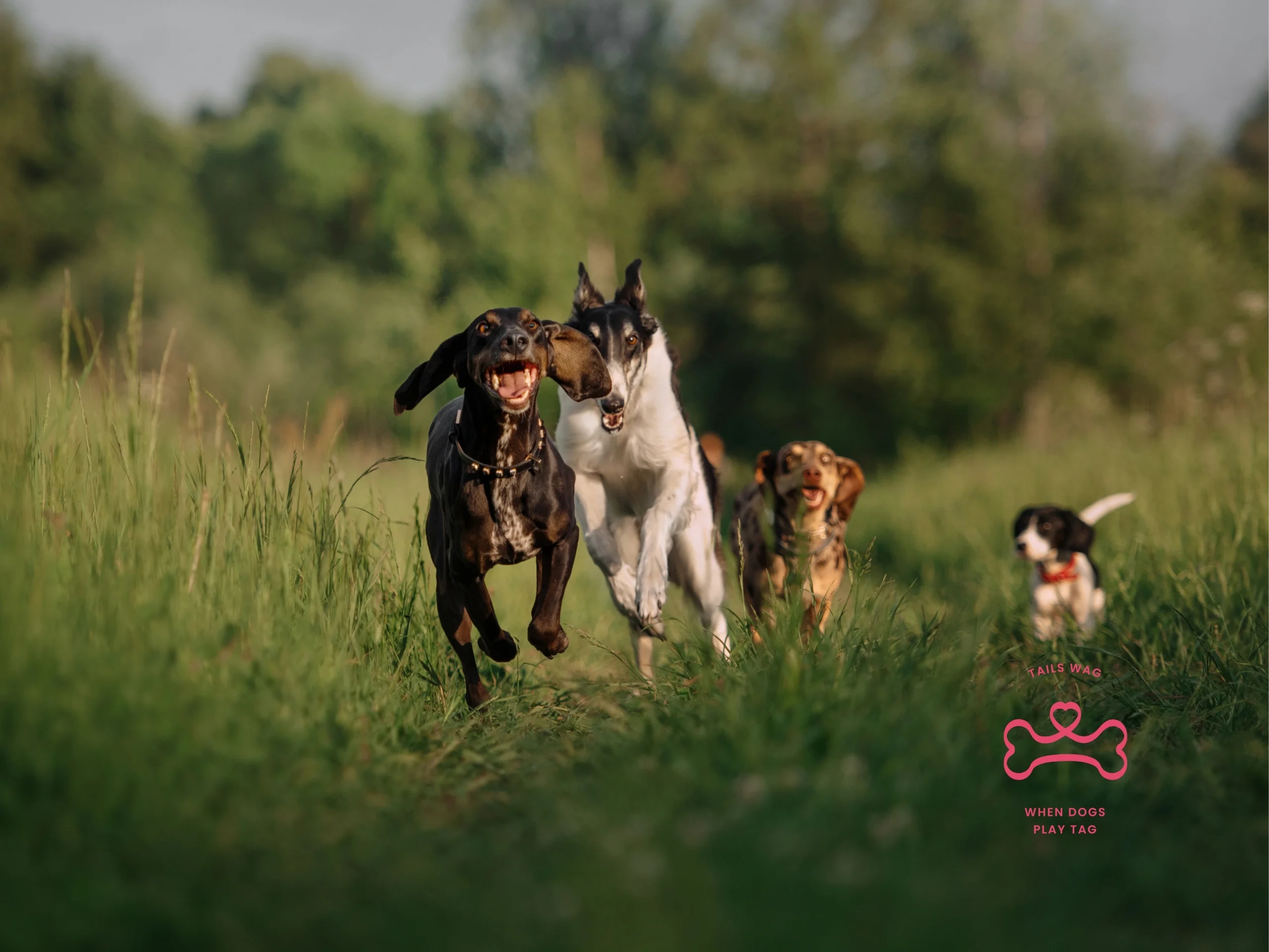Four dogs running and playing together through tall summer grass